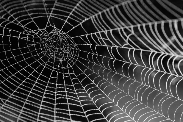Spiders Crawl the Web